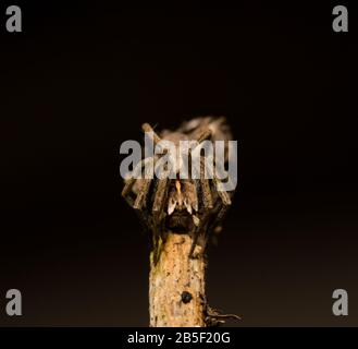 Wolfspinne sitzt im Frühjahr auf einem Holzstab, hessen, deutschland Stockfoto