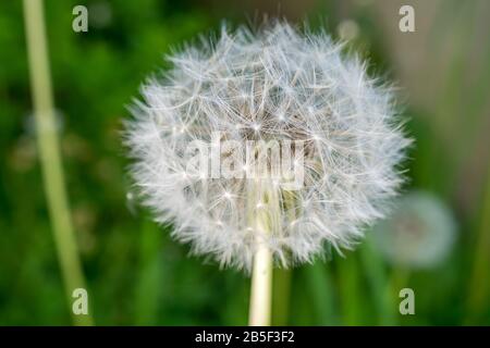 Nahaufnahme von einem Löwenzahn in voller Blüte im Frühling in Deutschland Stockfoto