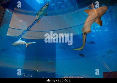 Impressionen: Haie, Aquarium, Dubai Mall, Downtown, Dubai. Stockfoto