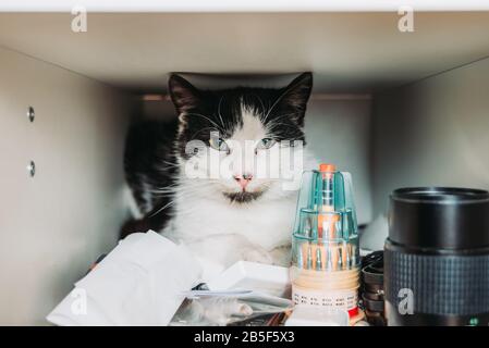 Neugierige Katze versteckt sich am Schreibtisch Stockfoto