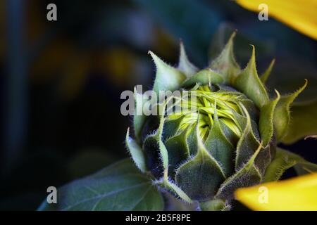Abstrakte schöne grüne Sonnenblumenbesen, die sich in der Nähe des Makros entwickeln, über verschwommenen Sonnenblumen Hintergrund als Symbol oder Konzept für die Produktion von vegeta Stockfoto
