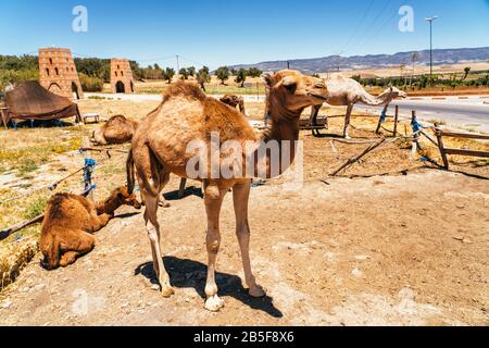 Kamel und Dromedare in Mequinenza, in der Nähe von Fez, Marokko. Stockfoto