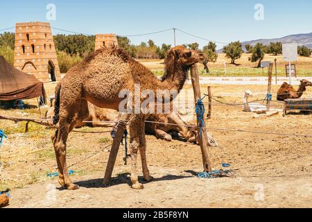 Kamel und Dromedare in Mequinenza, in der Nähe von Fez, Marokko. Stockfoto