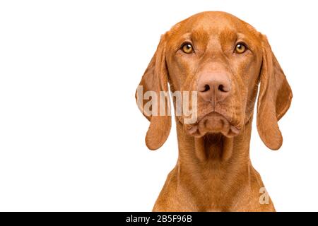 Niedliches ungarisches vizsla Hund Vorderansicht Studio-Porträt. Hund schaut auf Kamera Headshot isoliert über weißem Hintergrund. Stockfoto