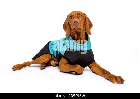 Das durchgehende Studio-Porträt eines prächtigen vizsla-hundes, der einen Winterhundmantel trägt, isoliert über weißem Hintergrund. Stockfoto