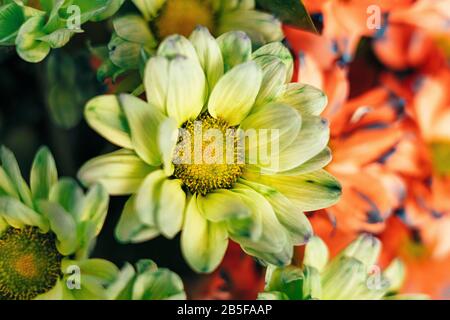 Grüngelbe Gänseblümchen in Nahaufnahme. Stockfoto
