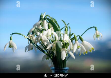 Blumenstrauß mit schönen Schneefällen. Erste Frühlingsblumen. Geschenk von Schneefällen auf dem blauen Himmelshintergrund. Nahaufnahme von Schneefällen Stockfoto