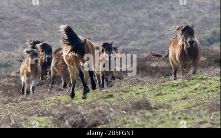 Eine Herde von Exmoor-Ponys, die an einem sonnigen Wintertag im Exmoor-Nationalpark in Somerset, England, durch die Moore unterhalb von Dunkery Beacon laufen Stockfoto