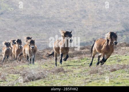 Eine Herde von Exmoor-Ponys, die an einem sonnigen Wintertag im Exmoor-Nationalpark in Somerset, England, durch die Moore unterhalb von Dunkery Beacon laufen Stockfoto