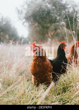 Einige freirangige Hühner auf einem betriebsbereiten Bauernhof, die sich über das freie, offene Ackerland in Australien wundern Stockfoto