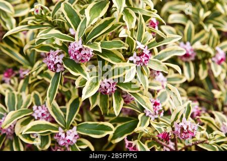 Daphne Odora Aureomarginata Gold-Edged Winter Daphne Stockfoto