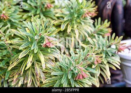 Euphorbia x Martini' Ascot Rainbow' Stockfoto