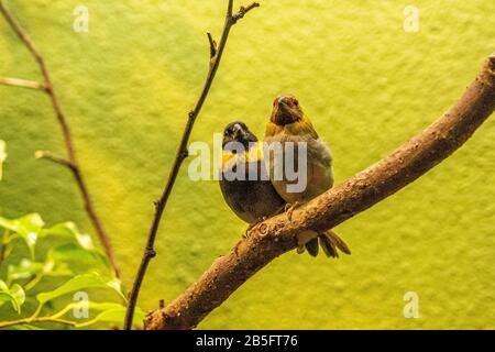 Nahaufnahme von zwei Kubanischen grassquit kleine Vögel in die Kamera im Frankfurter Zoo suchen, Deutschland Stockfoto