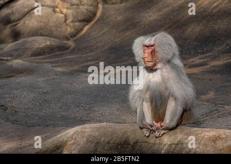 Nahaufnahme von einem pavian Affe im Zoo von Frankfurt, Deutschland Stockfoto