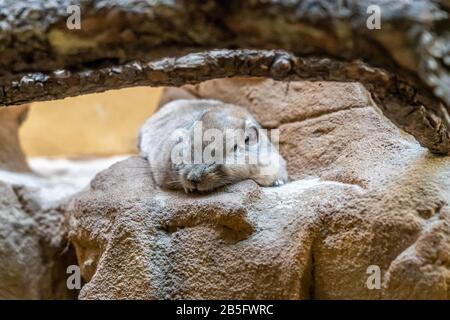 Nahaufnahme eines Gundi im Zoo von Frankfurt am Main, Deutschland Stockfoto