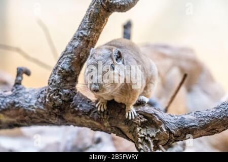 Nahaufnahme eines Gundi im Zoo von Frankfurt am Main, Deutschland Stockfoto