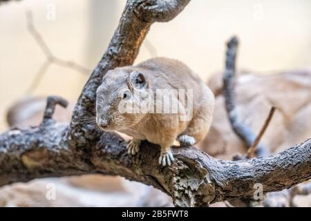 Nahaufnahme eines Gundi im Zoo von Frankfurt am Main, Deutschland Stockfoto