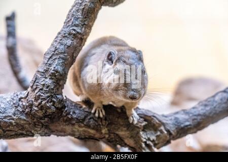 Nahaufnahme eines Gundi im Zoo von Frankfurt am Main, Deutschland Stockfoto