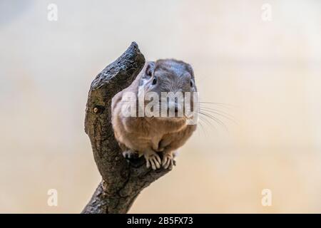 Nahaufnahme eines Gundi im Zoo von Frankfurt am Main, Deutschland Stockfoto