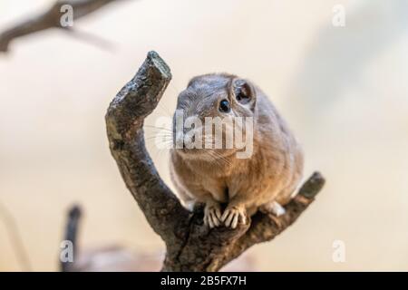 Nahaufnahme eines Gundi im Zoo von Frankfurt am Main, Deutschland Stockfoto