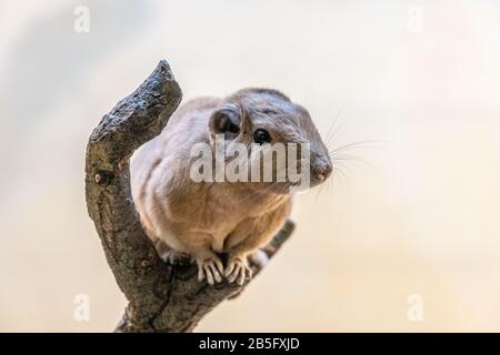 Nahaufnahme eines Gundi im Zoo von Frankfurt am Main, Deutschland Stockfoto
