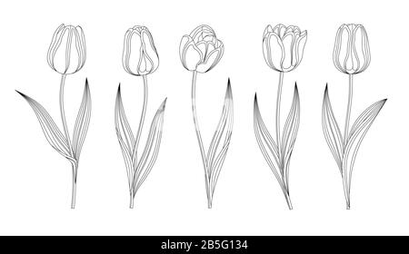 Sammlung Von Handgezeichneten Vektor-Tulpen Mit Stamm Und Blatt. Satz Verschiedener Frühlingsblumen. Isolierte Cliparts Für Tulip Sketch. Schwarze Federlinien. Stock Vektor