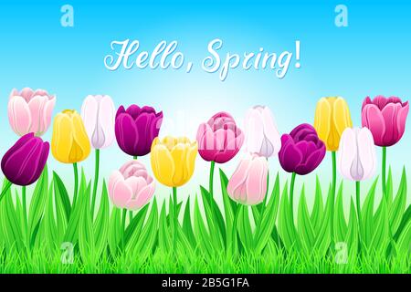 Muster Der Mehrfarbigen Federtullpen Und Des Grünen Grases Auf Hellblauem Hintergrund. Blumenbeet Mit Vector Blooming Flowers Für Festliche Oder Werbende Bill Stock Vektor