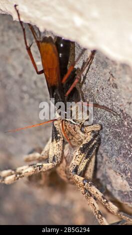 Spinne, die Wespe isst, Pompiliiden Sp. Mit ihr ist Rain Spider ( Palystes superciliosus) Beute 1 Stockfoto