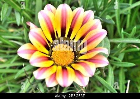 Schöner Blumenkopf von Gazania mit seinen bunt gestreiften, degradierten Blütenblättern. Fröhliche Farben im Garten. Stockfoto