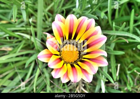 Schöner Blumenkopf von Gazania mit seinen bunt gestreiften, degradierten Blütenblättern. Fröhliche Farben im Garten. Stockfoto