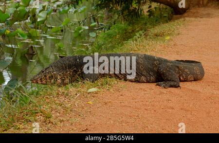 Bindenwaran (Varanus salvator), Sri Lanka Stockfoto