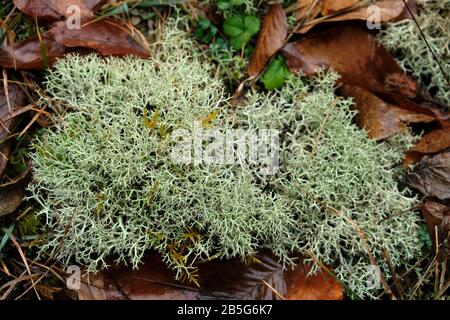 Eine Flechte ist eine zusammengesetzte Organismus, von Algen oder Cyanobakterien lebenden bei Filamente aus mehreren Pilze in einer Mutualistischen Beziehung entsteht. Stockfoto