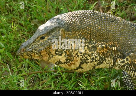 Bindenwaran (Varanus salvator), Sri Lanka Stockfoto
