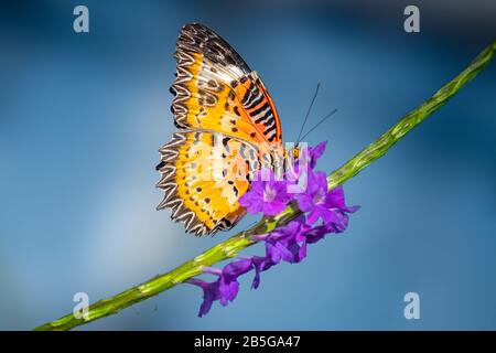 Roter Lacewing Schmetterling Stockfoto