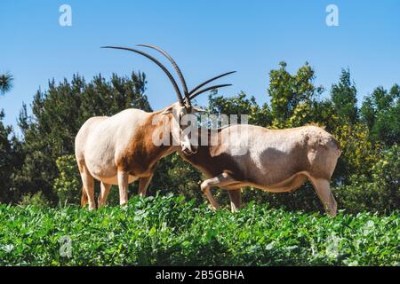 Porträt von zwei Antelope Arabian White Oryx, Scimitar-Horned Oryx ( Oryx dammah) Stockfoto