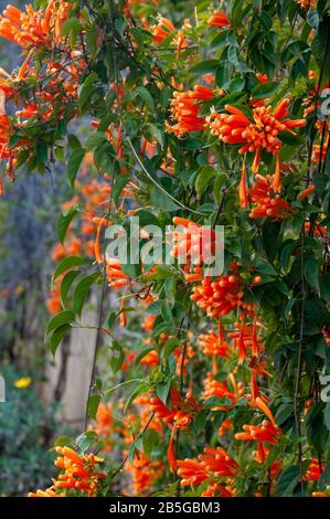 Pyrostegia-Venusta, auch Flamevin oder Orange-Trompetvine genannt, ist eine Pflanzenart der Gattung Pyrostegien der Familie Bignoniaceae orig Stockfoto