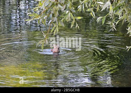 Weibliche Mallard-Ente tauchen in Teich auf der Suche nach Futter unter silbernem Weidenzweig. Kreise auf der Wasseroberfläche des Sees. Tierschutzkonzept, Ornitol Stockfoto