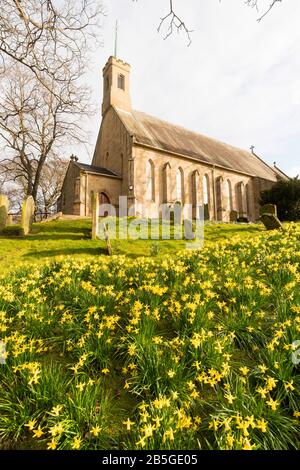 Eine Drift von Narzissen vor der Holy Trinity Kirche, Washington Village, Tyne and Wear, England, Großbritannien Stockfoto