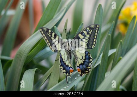 Ein schöner Schwalbenschwanz Schmetterling auf Narzissen Blumen Stockfoto