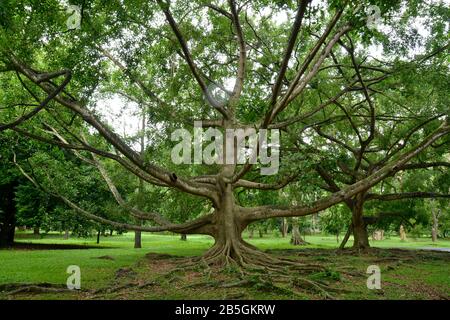 Birkenfeige (Ficus Benjamina), Royal Botanical Gardens, Peradeniya, Kandy, Sri Lanka Stockfoto