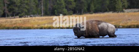 Wild American Bison in River im Yellowstone National Park, Wyoming Stockfoto