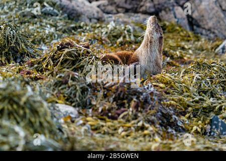 Weibliche Europäische Otter (Lutra Lutra) kratzt sich am Hals, während sie auf einem Bett aus Kelp ruht Stockfoto