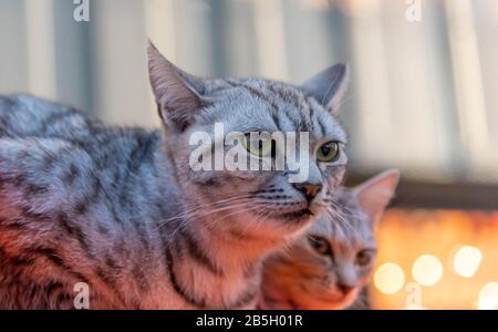 Porträt eines hübschen Katzen-Paares, Nahaufnahme mit Blur Hintergrund Stockfoto