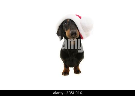 Portrait dachshund Puppenhund feiert weihnachten mit rotem weihnachtsmann. Isoliert auf weißem Hintergrund. Stockfoto