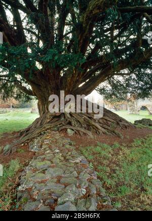 Sehen Sie sich SSW eines großen Eibenbaums an, dessen freiliegende Wurzeln an der zerstörten Wand an der SE-Ecke des Chancels von Waverley Abbey, Farnham, Surrey, Großbritannien wachsen. Stockfoto