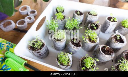 Makrofoto von Lobelia Sämlingen in Torftabletten mit Gartenwerkzeugen und gepressten Kokosnusstabletten. Ein wunderschönes Foto von saisonaler Gartenarbeit. Stockfoto