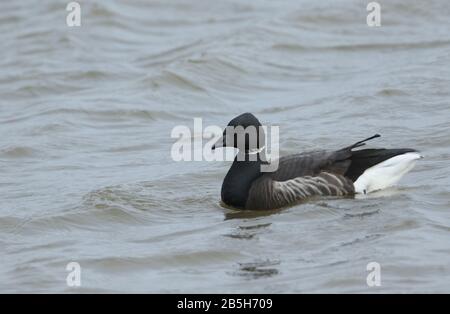 Eine hübsche Brent Goose, Branta bernicla, Schwimmen auf dem Meer in Norfolk, Großbritannien. Stockfoto