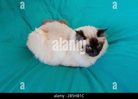 Birman-Katze auf dem Bett Stockfoto