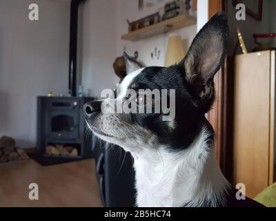 Nachdenklich schwarz-weiß chihuahua Stockfoto