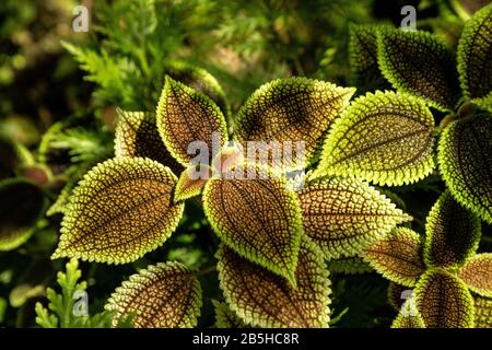 Urticaceae Pilea Moon Valley Panamiga Freundschaft Pflanzenhintergrund mit tief grünen Blättern, die hellgrün mit einer rauhen Textur gesäumt sind. Stockfoto